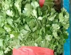 焦作基地蔬菜大量上市