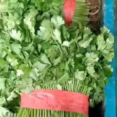 焦作基地蔬菜大量上市