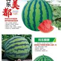 西瓜种子大全-厂家供货-批发价格-优质货源