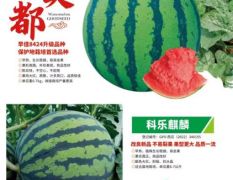 西瓜种子大全-厂家供货-批发价格-优质货源