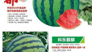 西瓜种子价格