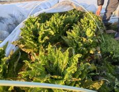 河南南阳小规格莴笋