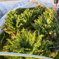 河南南阳小规格莴笋