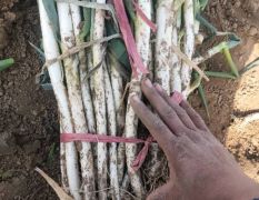 新野大葱今日最新价格行情新野大葱基地铁杆