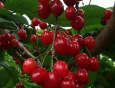 红灯樱桃产地，陕西樱桃种植基地，温室大棚樱桃批发