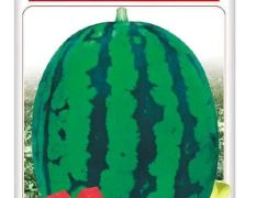 青州谭坊镇付增久,供应西瓜种子上货量大