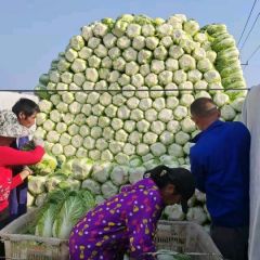 河北定州韩国黄心白菜