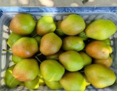 冷库精品红香酥梨