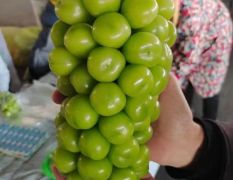 精品陕西大荔阳光玫瑰葡萄冷库