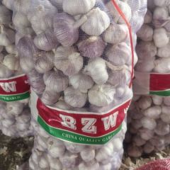 山东金乡大蒜产销两旺 欢迎老板来电咨询！