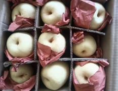 陕西大荔精品酥梨