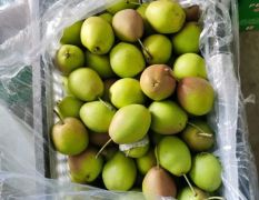 陕西大荔红香酥梨产地直供 现在订货有惊喜