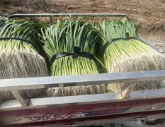 大量蒜苗出售，促进乡村经济