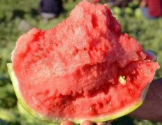 河南开封麒麟 美都西瓜批发市场价格还有电话是多少