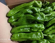 芜湖椒，泡椒，螺丝椒直供产地