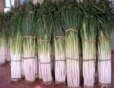 出售滕州铁杆钢葱和长白大葱