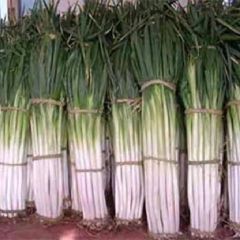 出售滕州铁杆钢葱和长白大葱