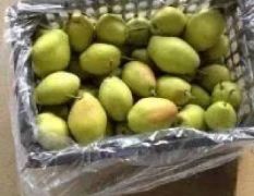 陕西酥梨，白酥梨，白酥梨产地批发价格