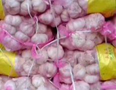 杞县路路发大蒜收购处