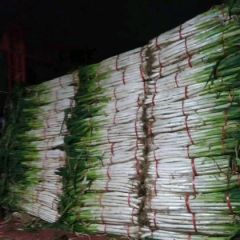 出售滕州长白大葱和铁杆钢葱