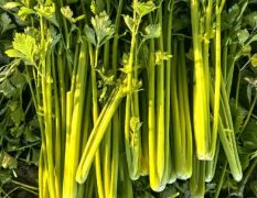 大量供应大棚芹菜！芹菜质量非常好。
