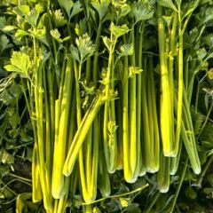 大量供应大棚芹菜！芹菜质量非常好。