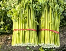 大量供应大棚芹菜！芹菜质量非常好。