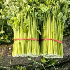 大量供应大棚芹菜！芹菜质量非常好。