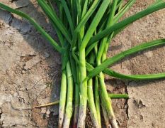 中牟精品红根蒜苗