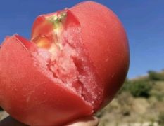 阳春春江大西红柿著名品种 柯源诚信合作