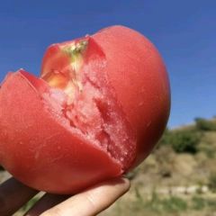 阳春春江大西红柿著名品种 柯源诚信合作