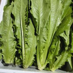 永年蔬菜物油麦菜 王利强诚信合作