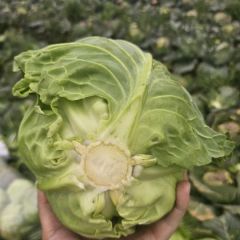 河南邓州甘蓝甘蓝质量没得说 新鲜绿色无公害！