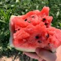 河南开封西瓜 通许西瓜 尉氏西瓜 商丘夏邑西瓜