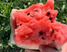 河南开封西瓜 通许西瓜 尉氏西瓜 商丘夏邑西瓜