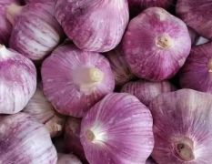 山东金乡供应优质大蒜