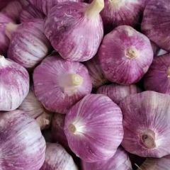 山东金乡供应优质大蒜