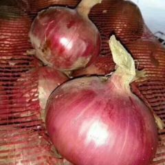 山东济宁金乡县大量供应优质洋葱