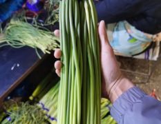 山东省济宁市金乡太空红帽蒜苔