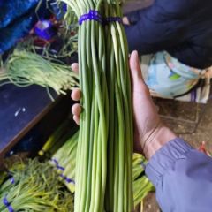 山东省济宁市金乡太空红帽蒜苔