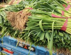 出售河南红根蒜苗