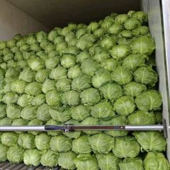 2026郯城甘蓝产地批发价格