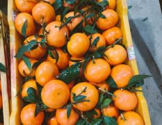 广西南宁市供应黄帝柑