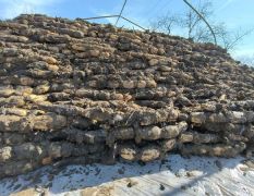 大荔羌白镇莲藕口感爽口 田鹏诚信合作