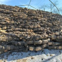 大荔羌白镇莲藕口感爽口 田鹏诚信合作