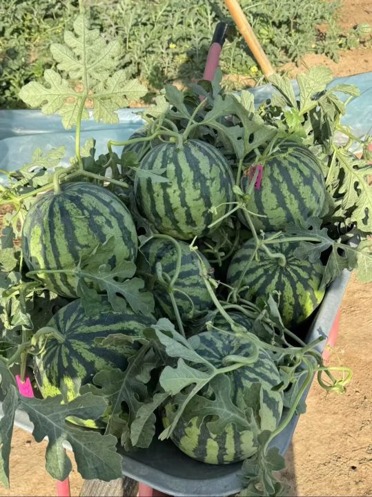河南商丘大棚西瓜《早熟西瓜批发基地》夏邑无籽西瓜 - 珍汇选