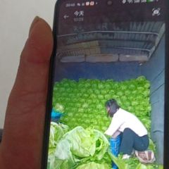 山东成武绿色无公害甘蓝 欢迎各界朋友来洽谈