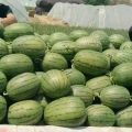 砀山砀城镇3月供应早春红玉西瓜 早熟小果型