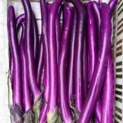 山东省精品茄子专业代收