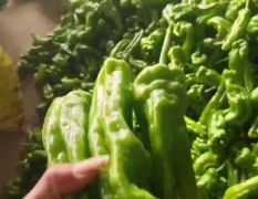 山东兰陵精品辣椒专业代收